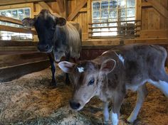 two baby cows standing next to each other in a barn with hay on the floor