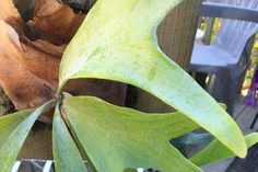 a close up of a green plant on a wooden fence post with chairs in the background