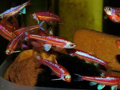 small red and yellow fish in an aquarium