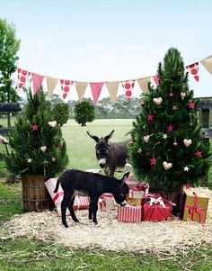 two donkeys standing next to christmas trees and presents