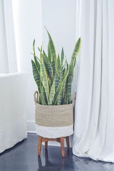 a potted plant sitting on top of a wooden stand next to a white curtain