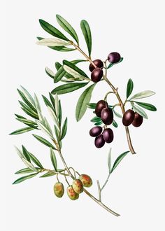 an illustration of olives on a branch with leaves