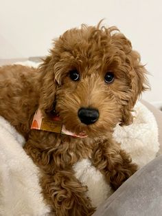 a small brown dog laying on top of a white blanket with a tag in it's ear