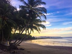 palm trees line the beach as the sun sets