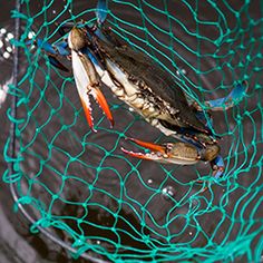 a crab is caught in a fishing net