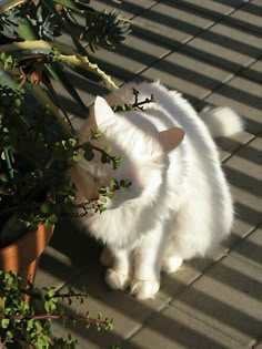 a white cat standing next to a potted plant