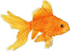 a drawing of a goldfish on a white background