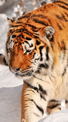 a large tiger walking across snow covered ground