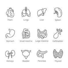 the different types of organs and their functions