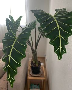 a large green leafy plant sitting on top of a wooden shelf next to a couch