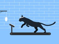 a cat is running on a treadmill in front of a light blue brick wall