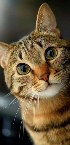 a close up of a cat looking at the camera