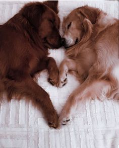 two brown dogs laying next to each other on top of a white bedding sheet