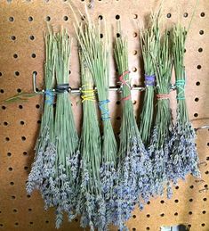 several bundles of lavender are hanging on a pegboard