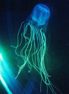 a jellyfish is glowing in the dark water