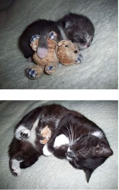 two pictures of a cat sleeping with a teddy bear