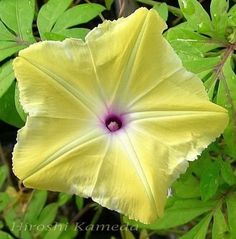 a large yellow flower with purple center surrounded by green leaves