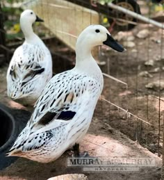 two white ducks standing next to each other