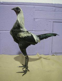 a black and white bird standing on top of a table next to a purple wall