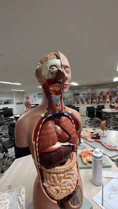 a mannequin's torso is shown with the human body and organs visible