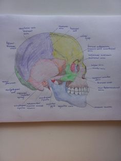 a drawing of the skull with labels on it