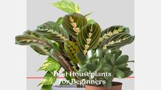 the best houseplants for beginners to care for their indoor plants in pots