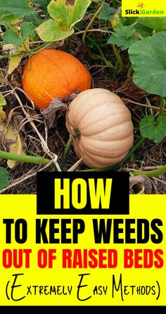 two pumpkins sitting on the ground with text overlay how to keep weeds out of raised beds