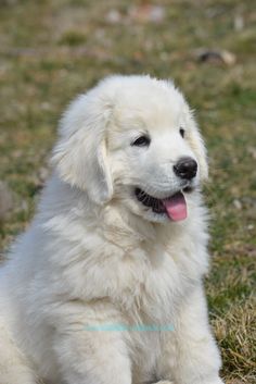 a white dog sitting on top of a grass covered field