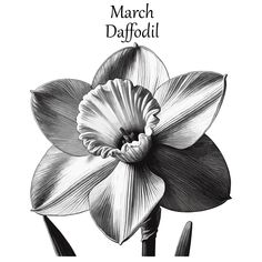 a black and white drawing of a daffodil flower with the words march daffodil above it