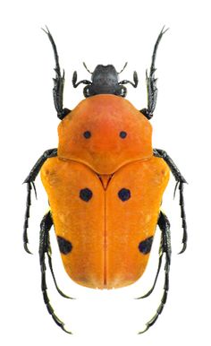 an orange bug with black spots on it's back legs and head, against a white background