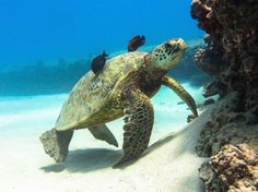 a turtle swimming in the ocean with other animals on it's back and head above water