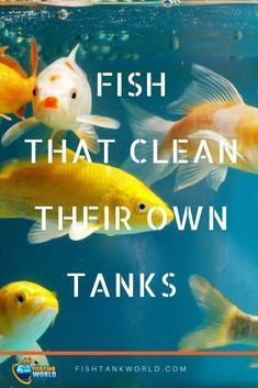 fish that clean their own tanks with the words, fish that clean their own tanks