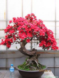 a bonsai tree with red flowers in a pot next to a bottle of water