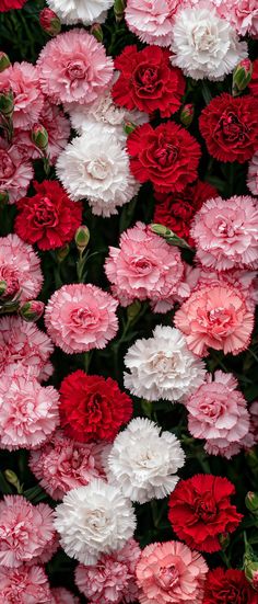 many pink and white flowers are together