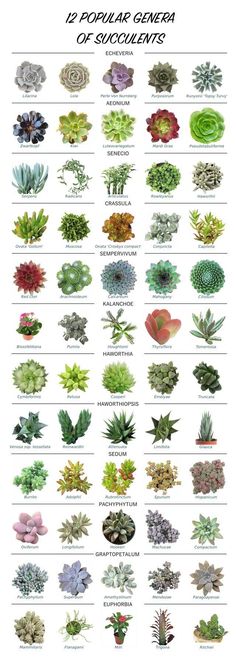 the different types of succulents are shown in this poster, which shows how they