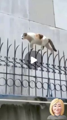 a woman standing in front of a fence with a cat on it