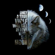 a wolf with the words only a true wolf will fall in love with the moon