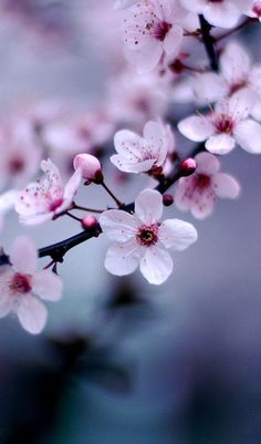 some pink flowers are blooming on a branch in front of a blurry background