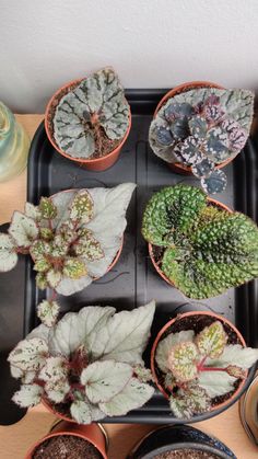 several different types of plants in pots on a table