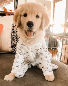 a golden retriever puppy wearing pajamas sitting on a couch in front of a dog cage