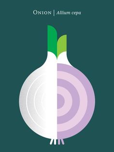 an onion with green leaves on it and the words onion / allium cepa