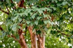 a tree with lots of green leaves on it