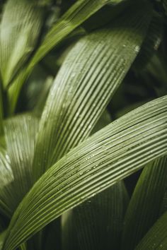 green leaves with drops of water on them