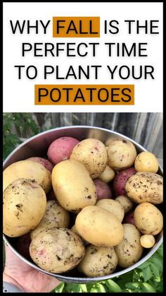 why fall is the perfect time to plant your potatoes. photo of harvested potatoes in a metal bowl How To Start Potatoes From Potatoes, Growing Potatoes In The Fall, Can You Plant Potatoes In The Fall, How To Plant Potatoes From Potatoes, Best Way To Grow Potatoes, Planting Potatoes From Old Potatoes, Growing Potatoes From Potatoes, How To Grow Potatoes From Potatoes, Fall Potatoes Planting