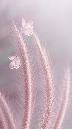 three white butterflies sitting on top of a pink plant with long, thin stems in the foreground