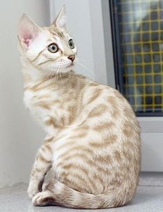 a cat sitting on the floor looking up