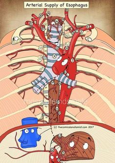 an image of the heart and lungs with caption that reads, atherial supply of esophagus