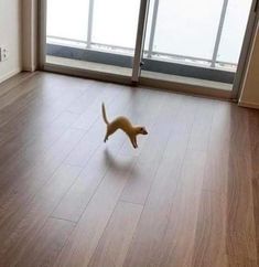 a small dog is running on the floor in front of an open door and window