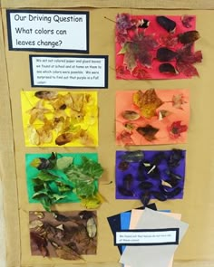 a bulletin board with leaves on it that says, our driving question what colors can leaves change?