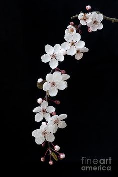 white flowers on a branch against a black background